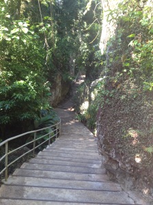 going to 500 steps c dao