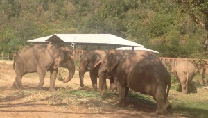 The tourist trade that demands Elephant rides perpetuates their abuse.